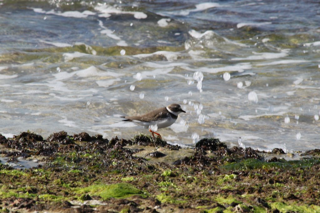 IMG_6458.JPG - Small bird searching at the shore