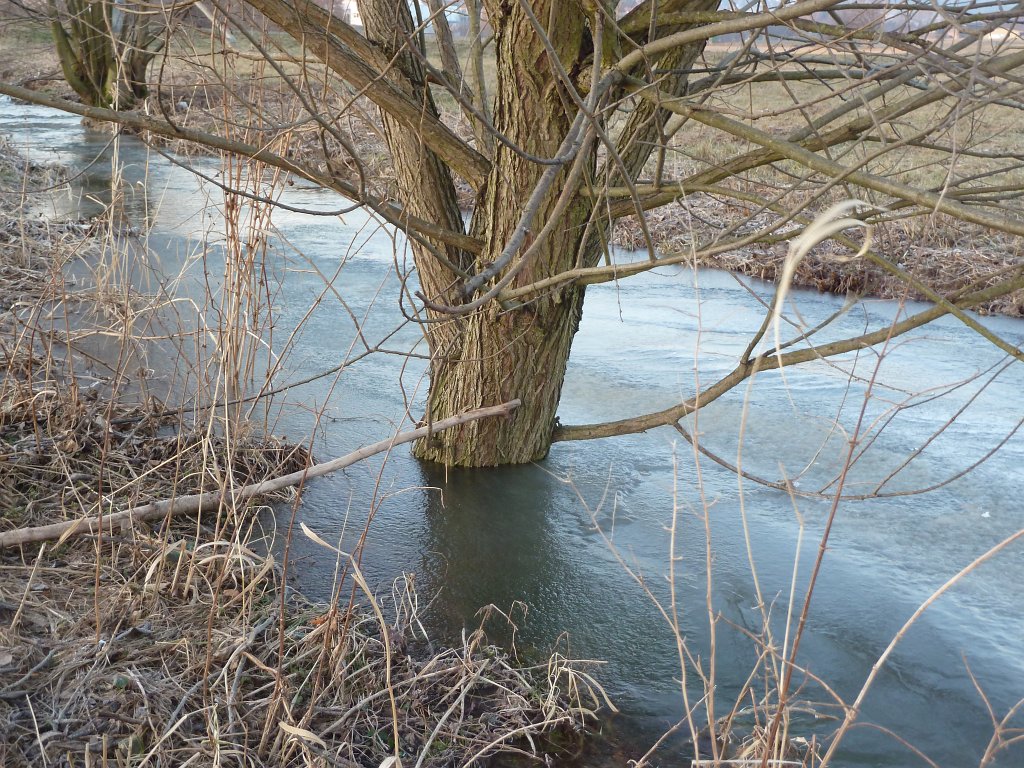 P1060024.JPG - Tree in frozen stream