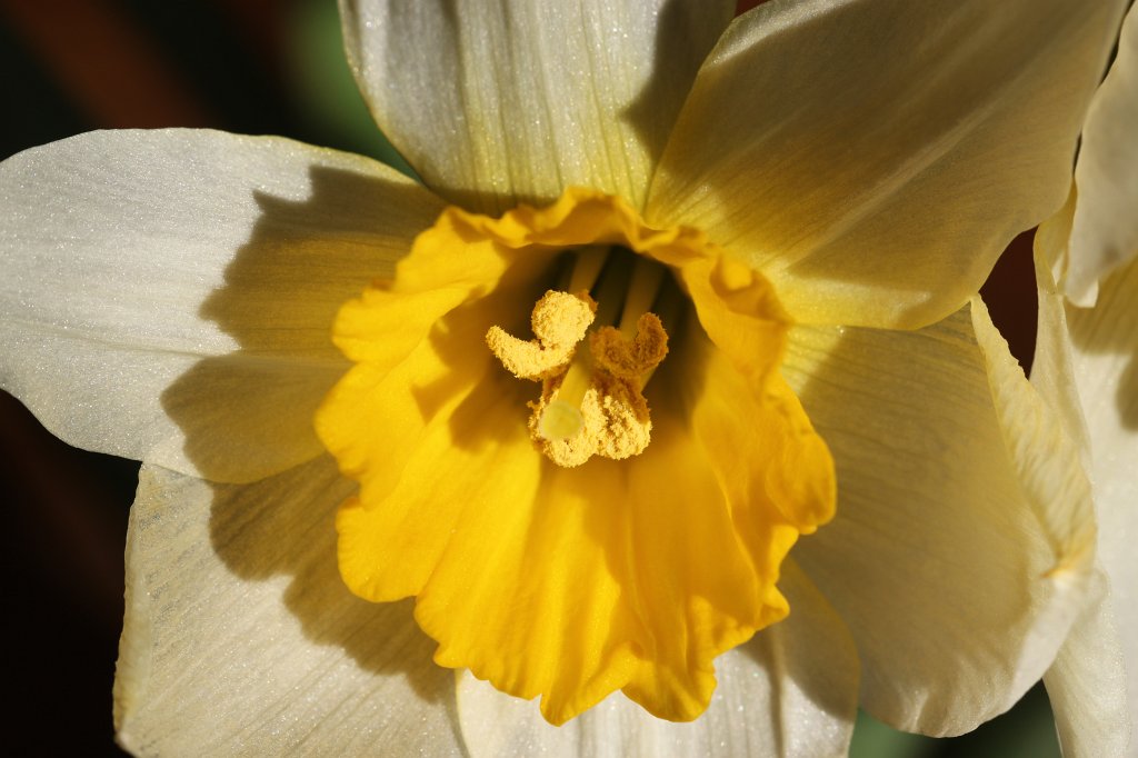 IMG_7552.JPG - Wild Daffodil  http://en.wikipedia.org/wiki/Narcissus_pseudonarcissus 