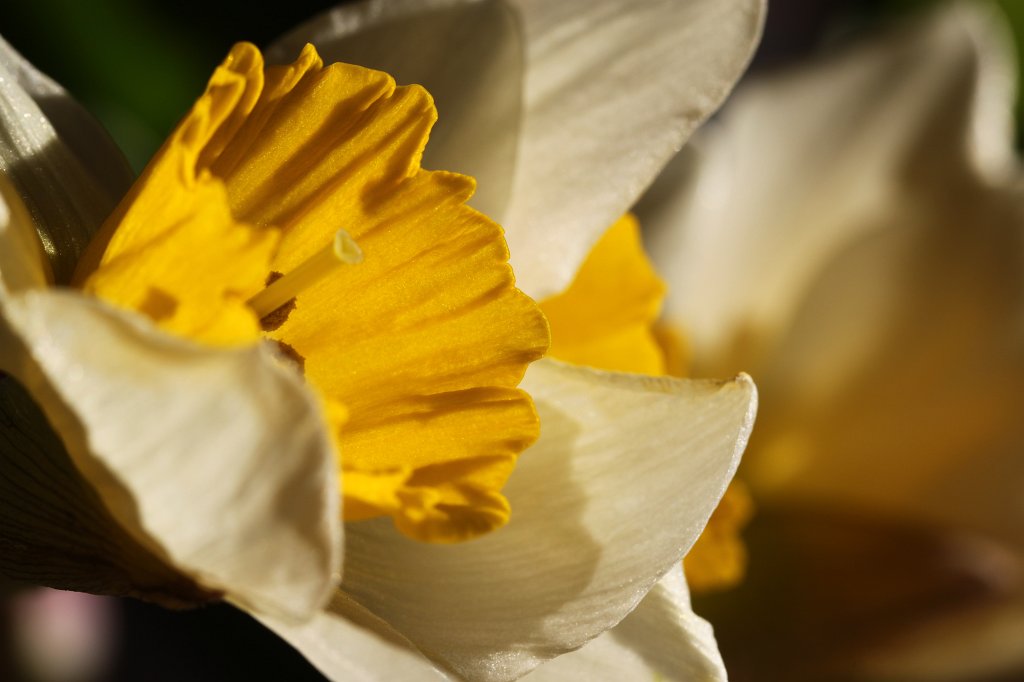 IMG_7558.JPG - Wild Daffodil  http://en.wikipedia.org/wiki/Narcissus_pseudonarcissus 