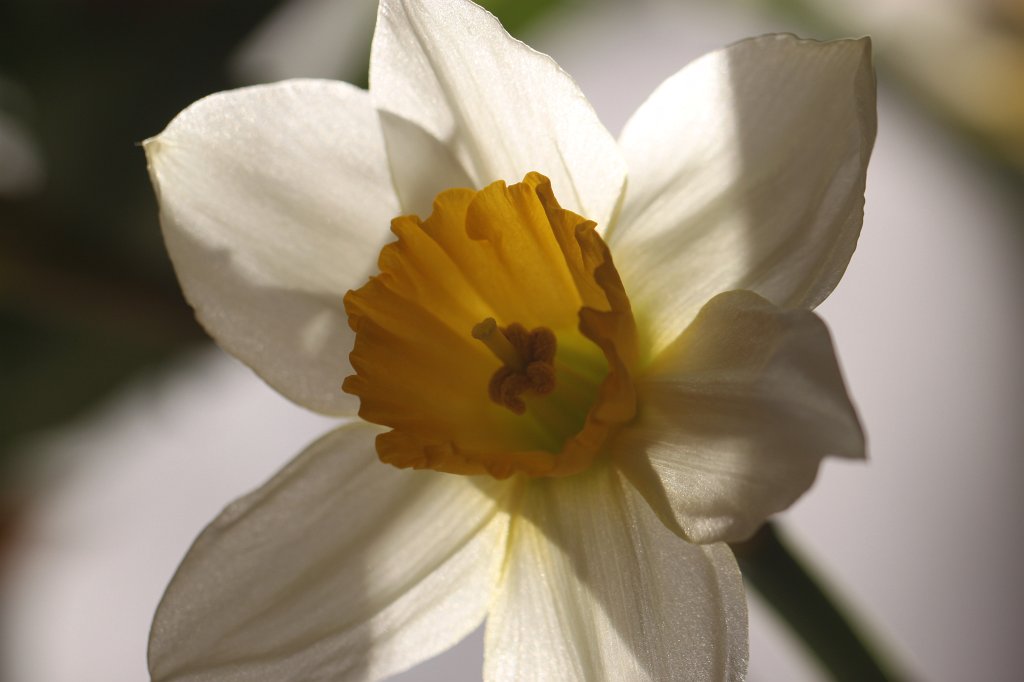 IMG_7571.JPG - Wild Daffodil  http://en.wikipedia.org/wiki/Narcissus_pseudonarcissus 