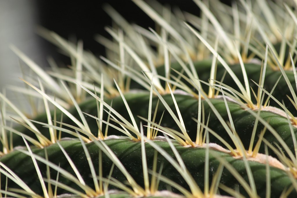 IMG_8160.JPG - Cactus spines  http://en.wikipedia.org/wiki/Cactus 