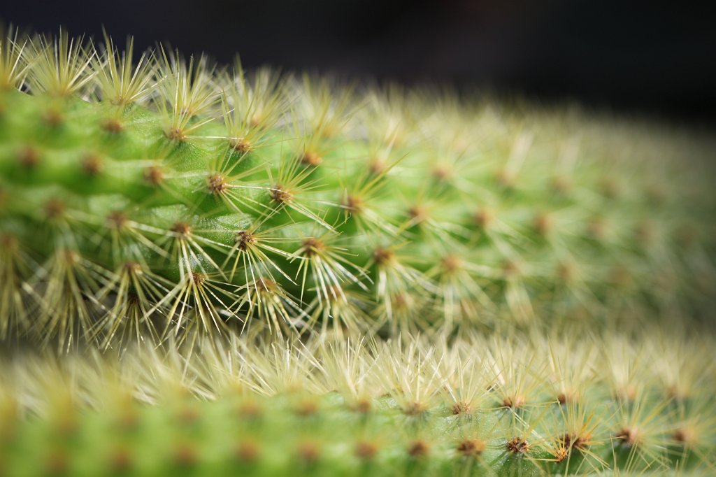 IMG_8162.JPG - Cactus spines  http://en.wikipedia.org/wiki/Cactus 