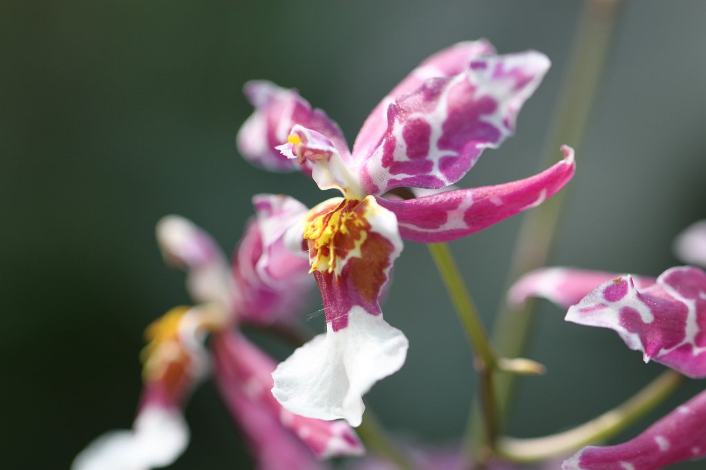 IMG_8176.JPG - Orchid  http://en.wikipedia.org/wiki/Orchidaceae 