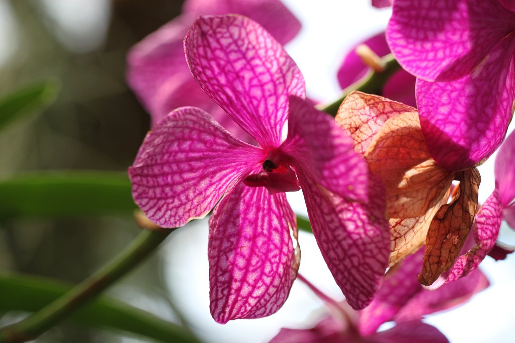 IMG_8177.JPG - Orchid  http://en.wikipedia.org/wiki/Orchidaceae 