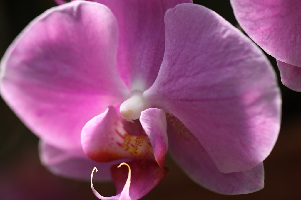 IMG_8178.JPG - Orchid  http://en.wikipedia.org/wiki/Orchidaceae 