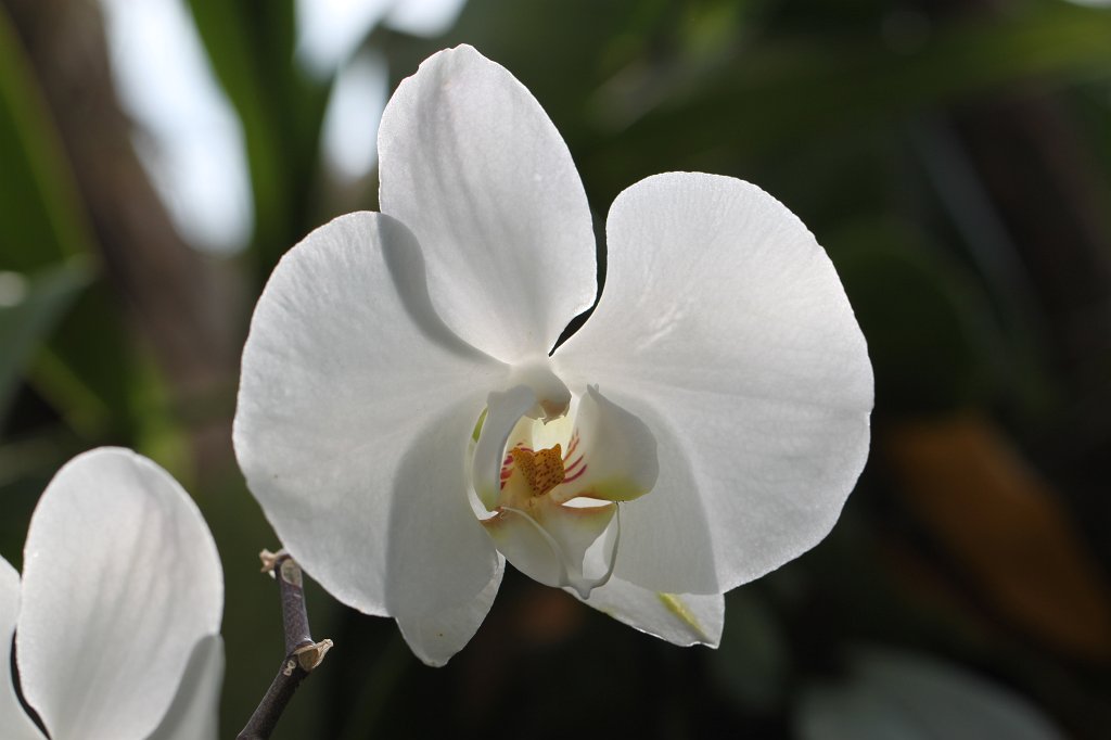 IMG_8181.JPG - Orchid  http://en.wikipedia.org/wiki/Orchidaceae 
