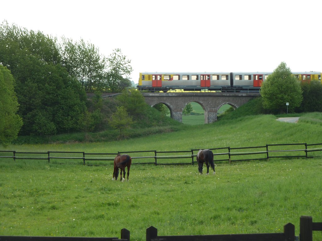 P1070011.JPG - Train on Taunusbahnviadukt  http://en.wikipedia.org/wiki/Taunus_Railway_(High_Taunus)  with horses