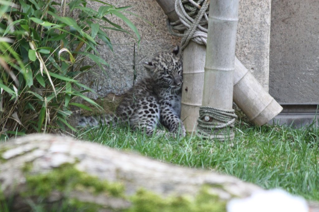 IMG_1131.JPG - Cute little Leopard  http://en.wikipedia.org/wiki/Leopard 