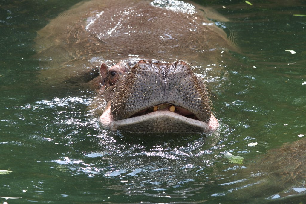 IMG_1143.JPG - Hippo feeding  http://en.wikipedia.org/wiki/Hippopotamus 