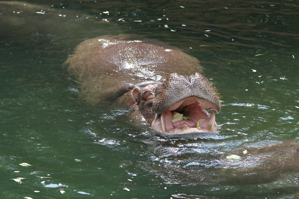 IMG_1144.JPG - Hippo feeding  http://en.wikipedia.org/wiki/Hippopotamus 