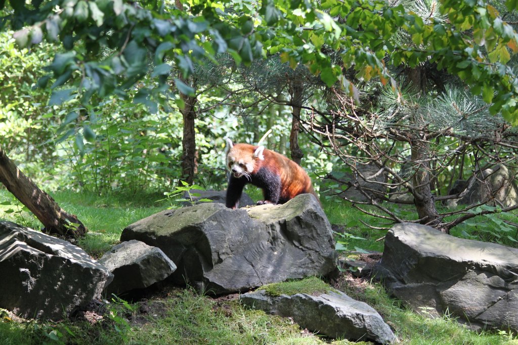 IMG_1173.JPG - Red panda  http://en.wikipedia.org/wiki/Red_panda 
