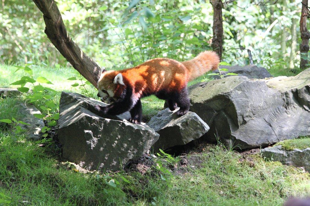 IMG_1174.JPG - Red panda  http://en.wikipedia.org/wiki/Red_panda 