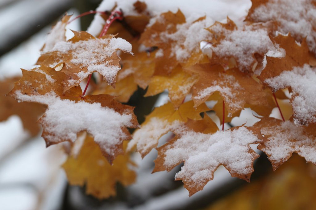 IMG_1572.JPG - Early snow on leaves