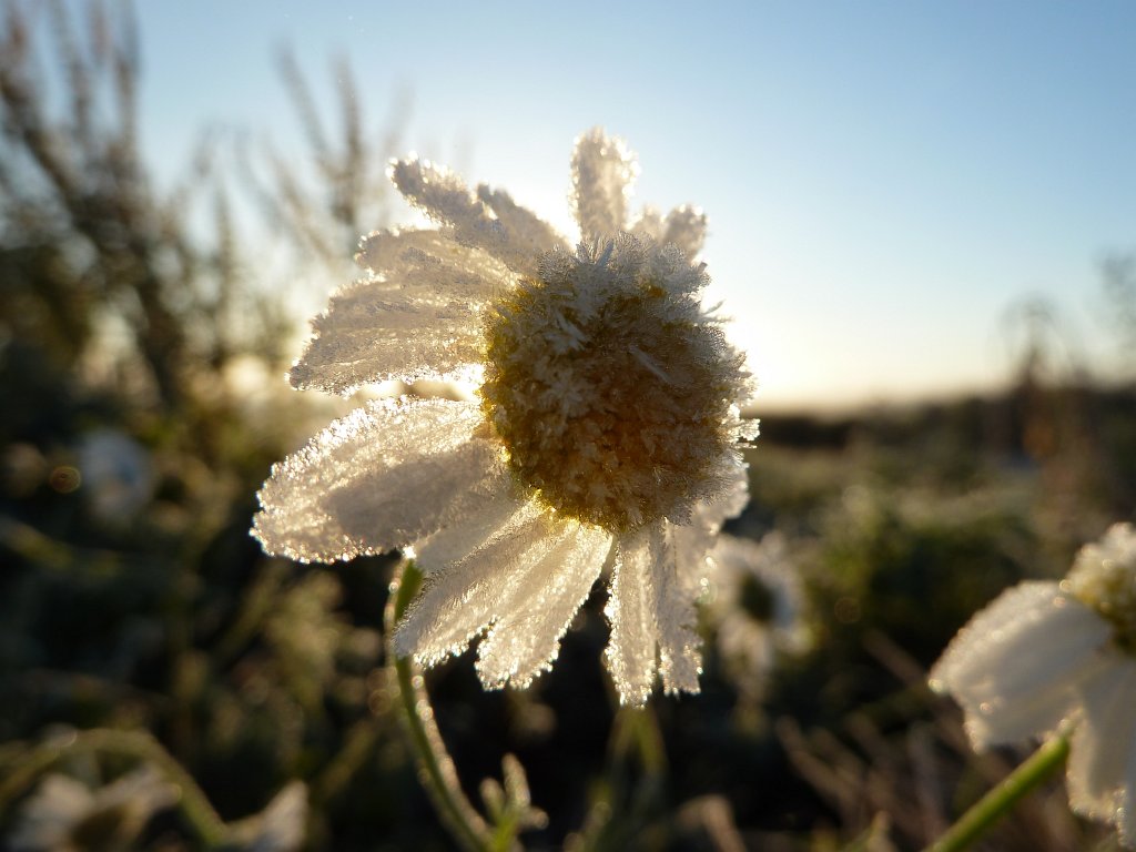 P1090148.JPG - Frozen flower in the morning