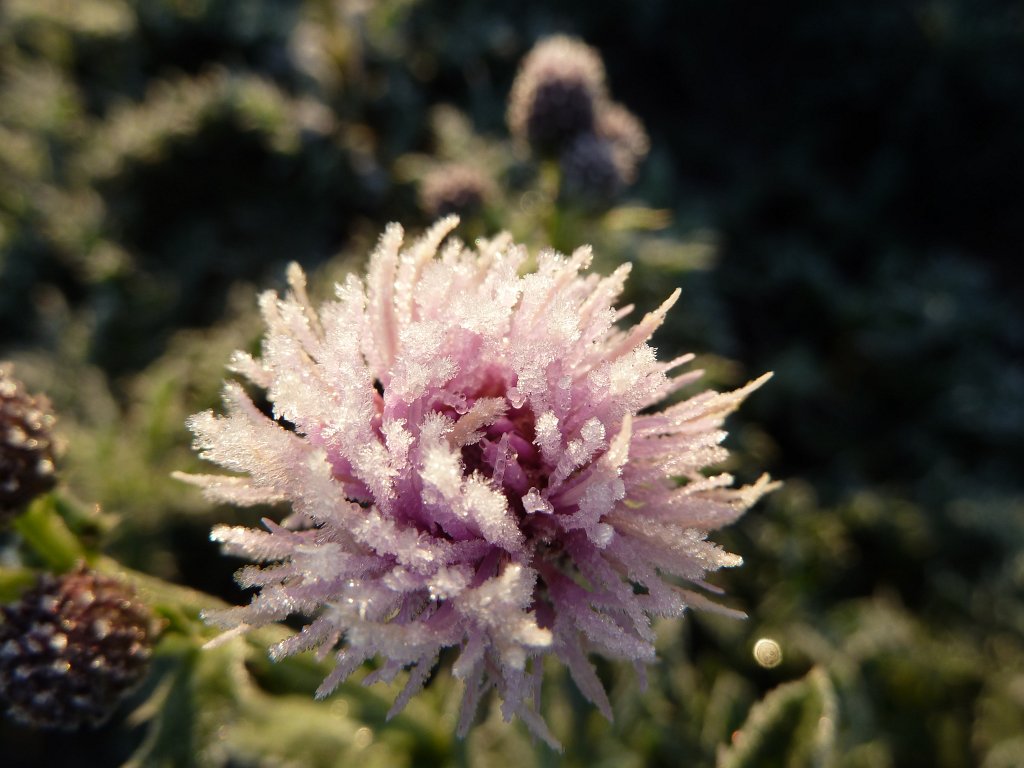 P1090155.JPG - Frozen clover flower