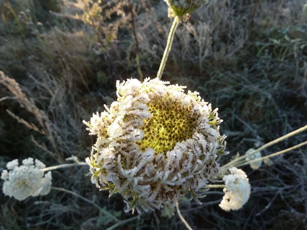 P1090163.JPG - Frozen flower in the morning