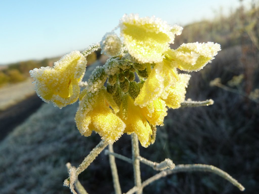 P1090208.JPG - Frozen flower in the morning
