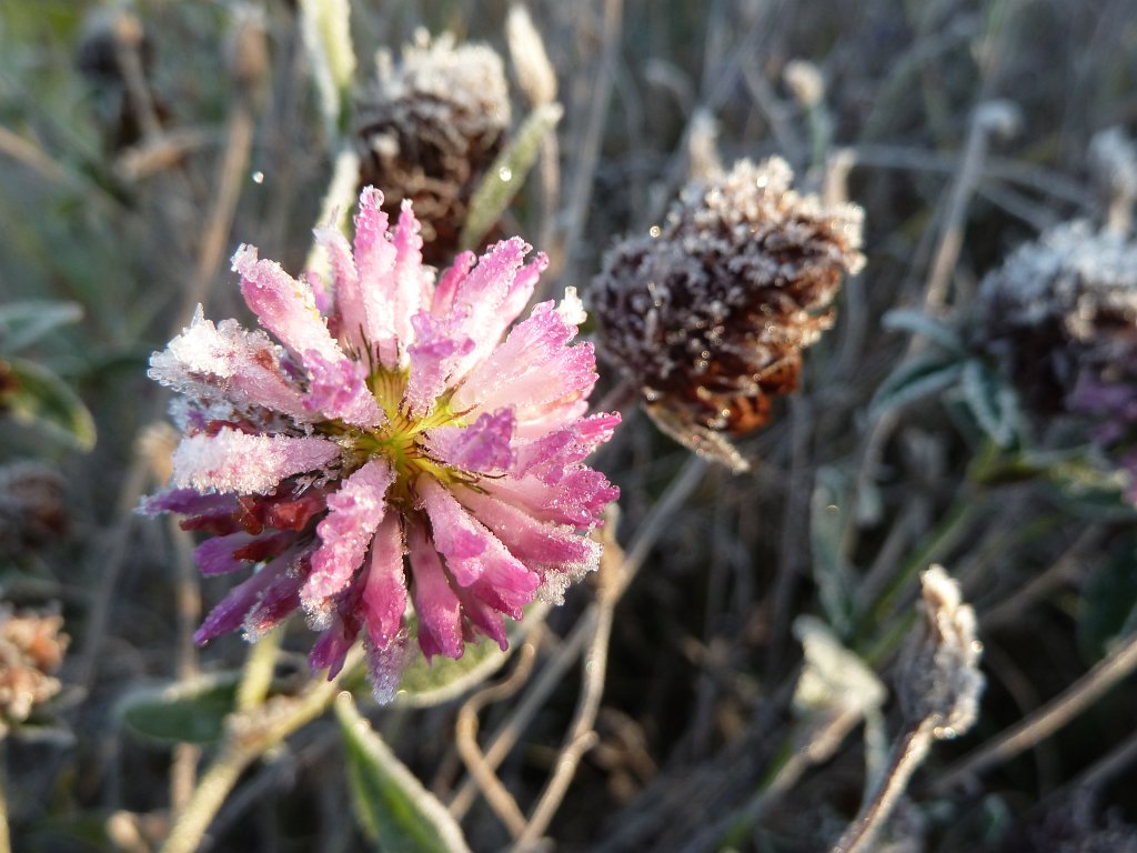 P1090211.JPG - Frozen flower in the morning