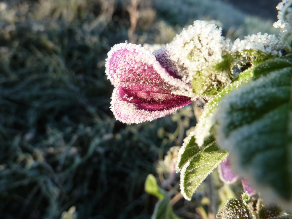 P1090213.JPG - Frozen flower in the morning