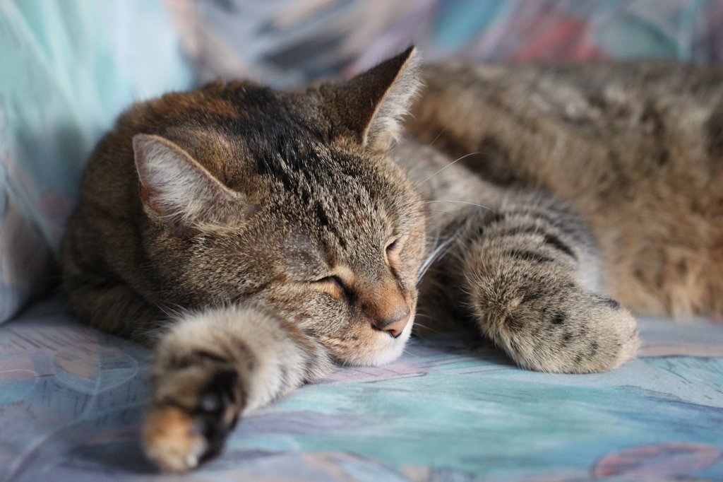 IMG_2693.JPG - Relaxing cat