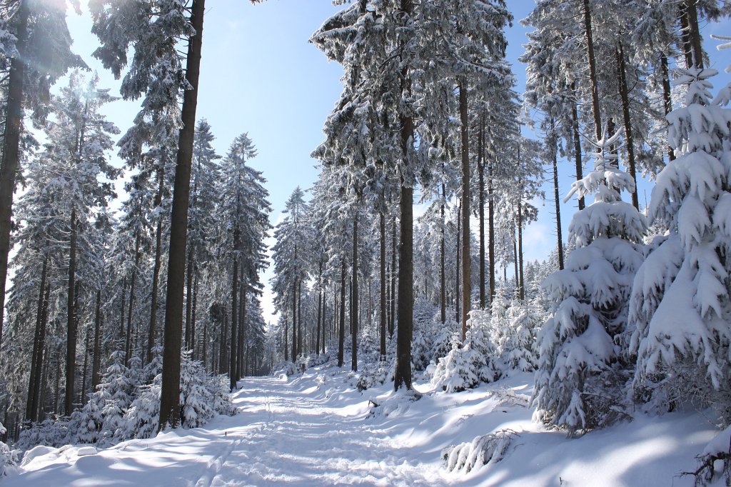 IMG_3001.JPG - White snow, trees and blue sky