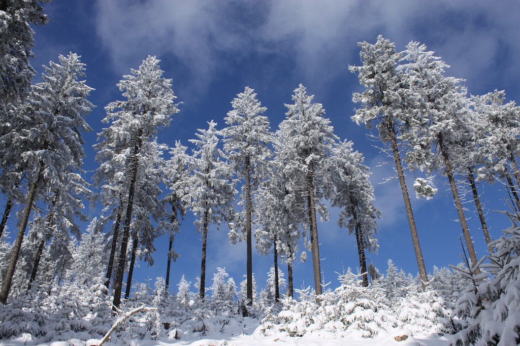 IMG_3002.JPG - White snow, trees and blue sky
