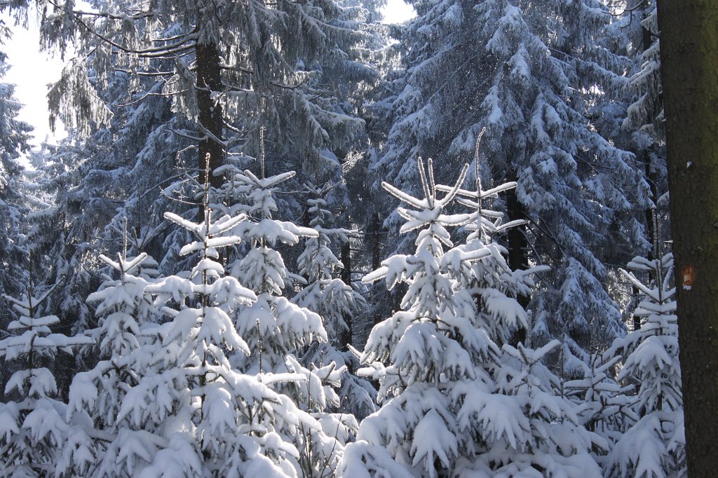 IMG_3003.JPG - Snow covered trees