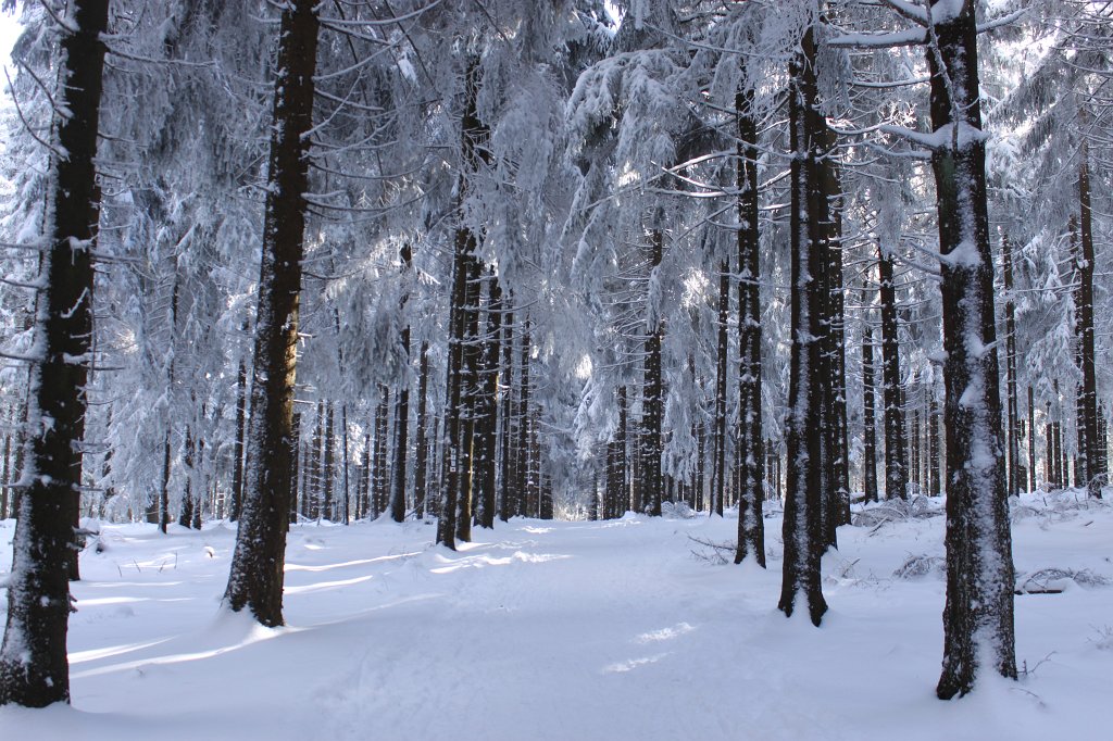 IMG_3025.JPG - Snowy forest path