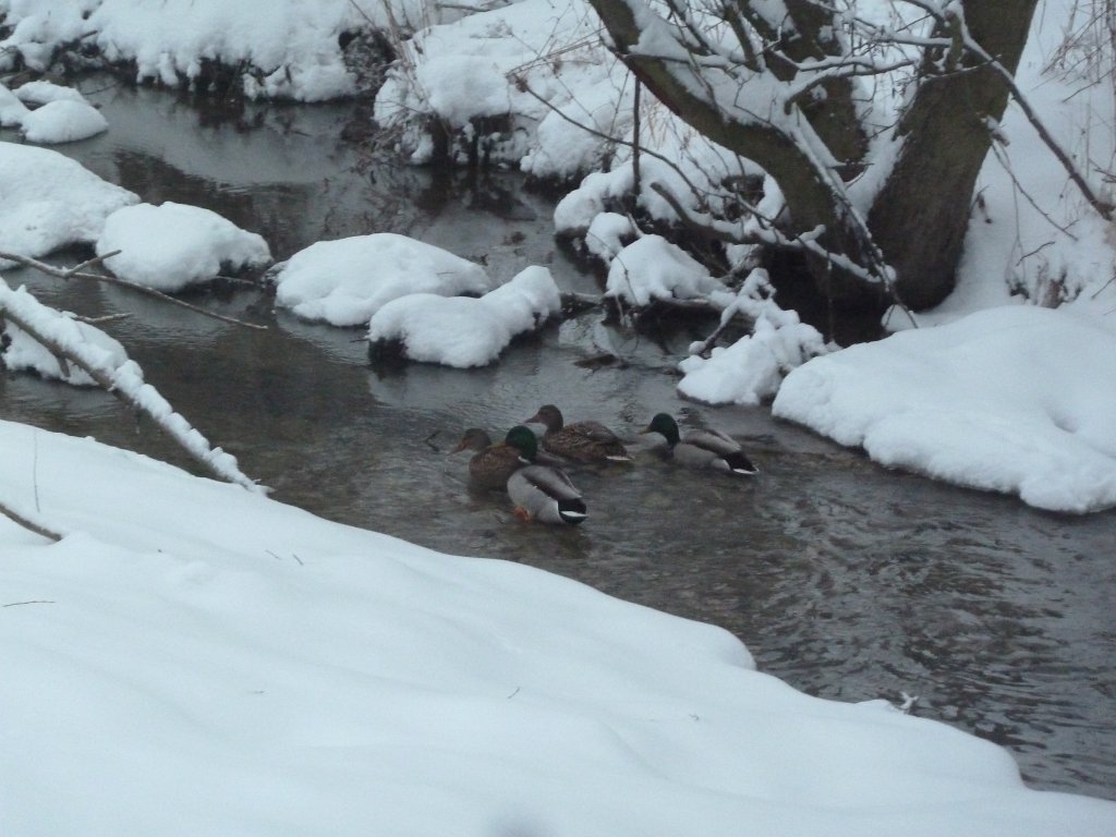 P1090430.JPG - Ducks in icy water