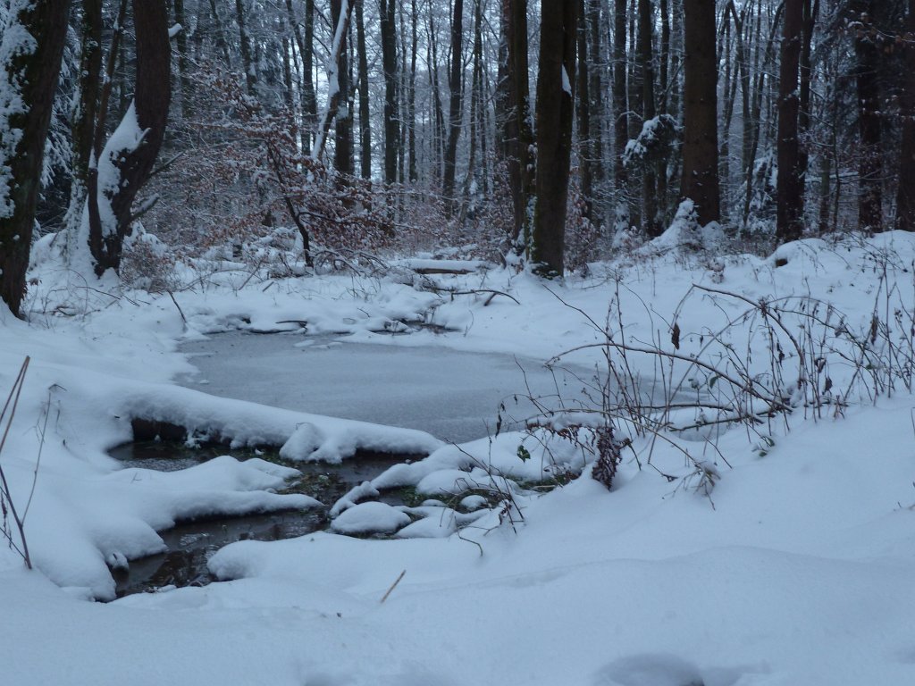 P1090466.JPG - Frozen pond