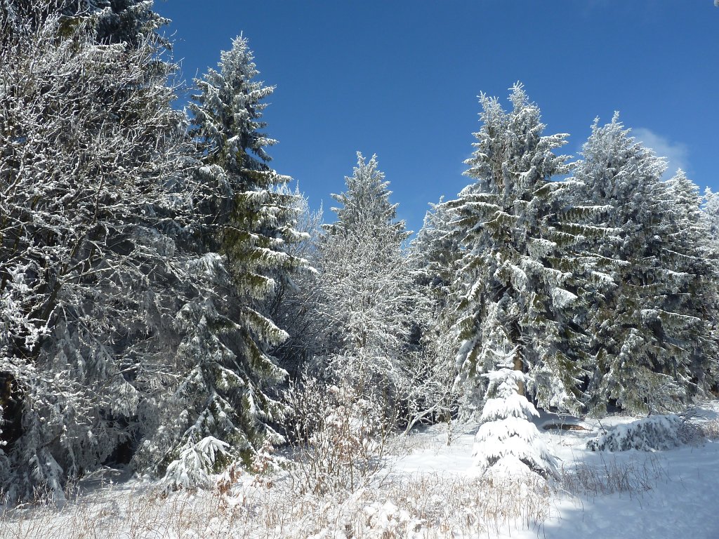 P1090639.JPG - Snowy forest