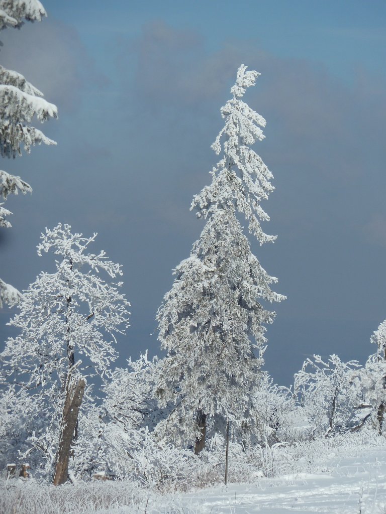 P1090644.JPG - Snow covered tree