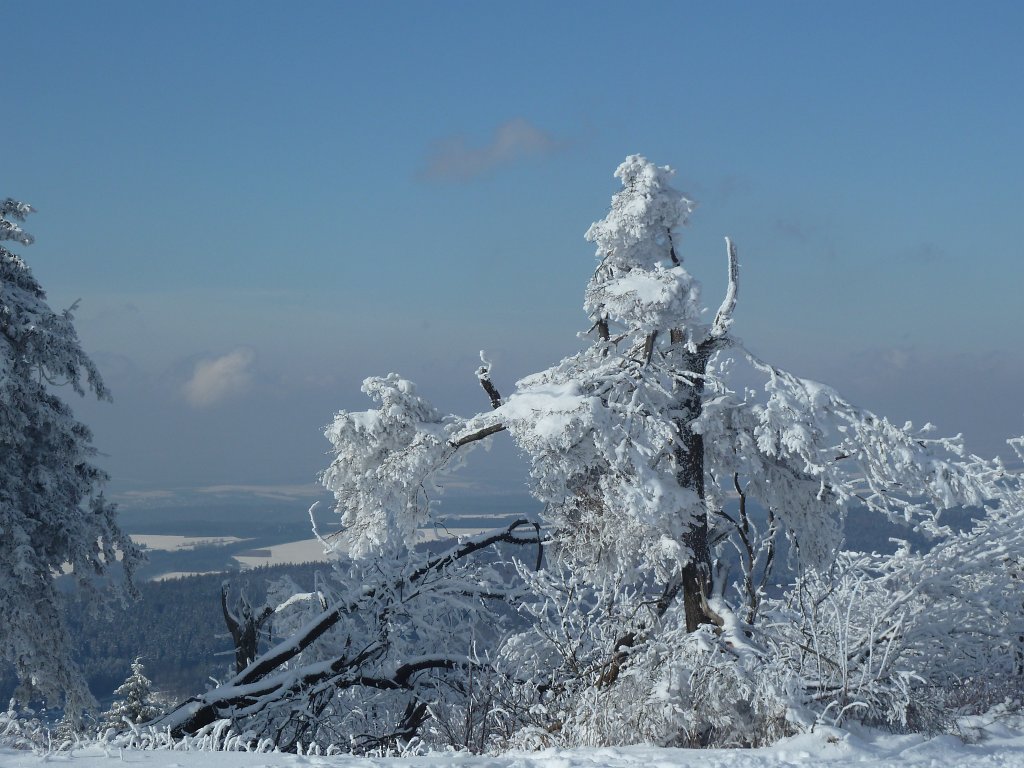 P1090645.JPG - Snow covered tree