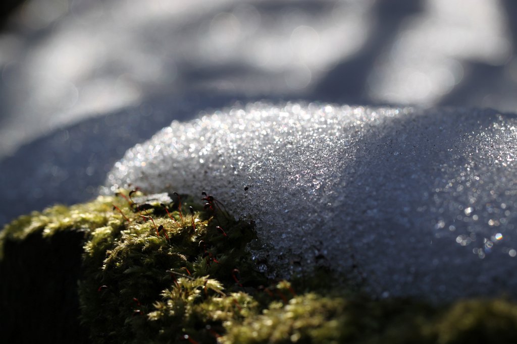 IMG_3063.JPG - Melting snow freeing the moss