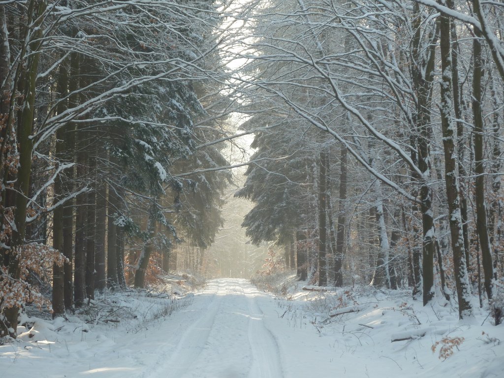 P1090726.JPG - Snowy forest