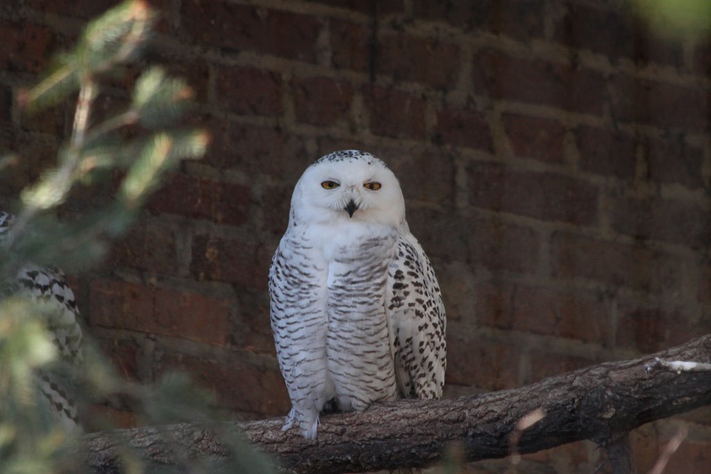 IMG_3427.JPG - Snowy Owl  http://en.wikipedia.org/wiki/Snowy_Owl 
