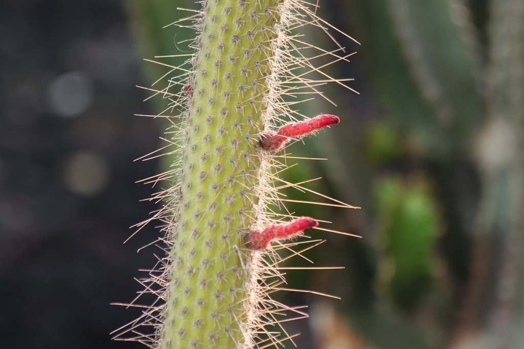 IMG_3680.JPG - Cactus needles