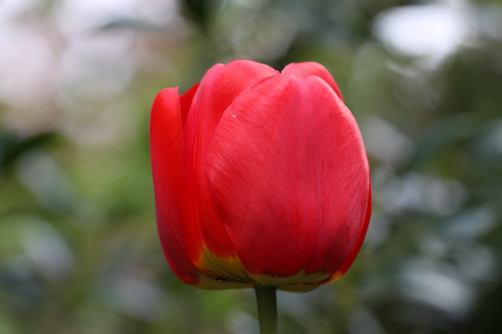 IMG_3967.JPG - Red  Tulip 