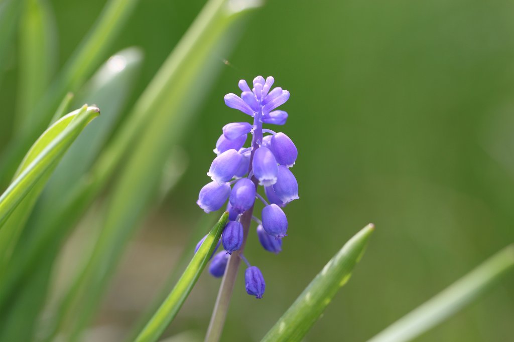 IMG_3976.JPG -  Grape Hyacinth 