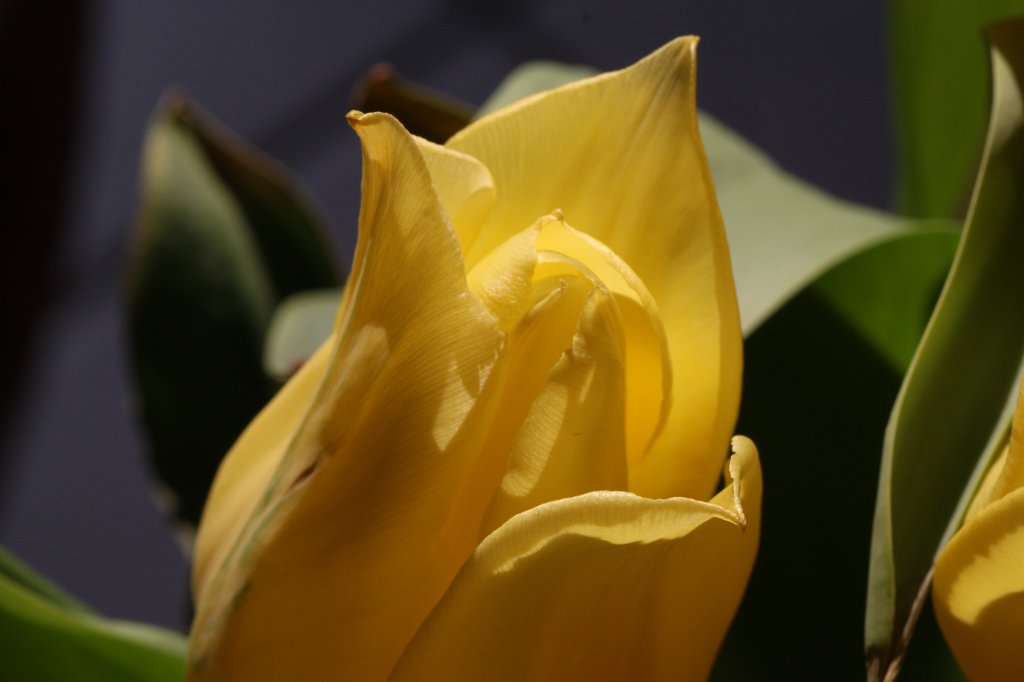 IMG_3985.JPG - Yellow  Tulips 