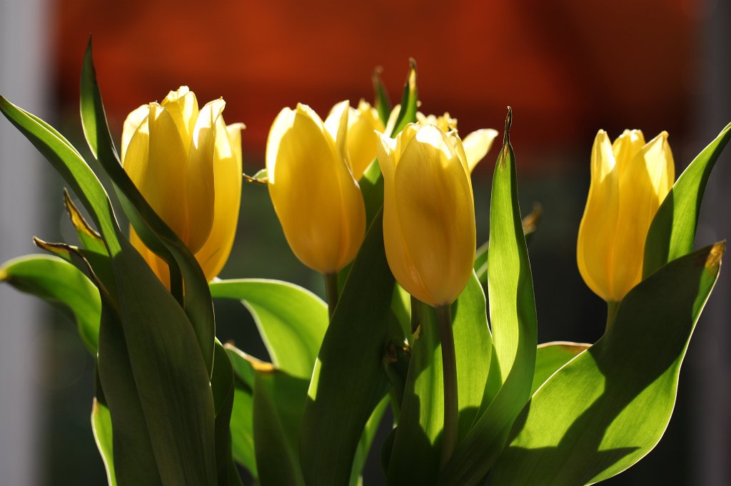 IMG_3987.JPG - Yellow  Tulips 