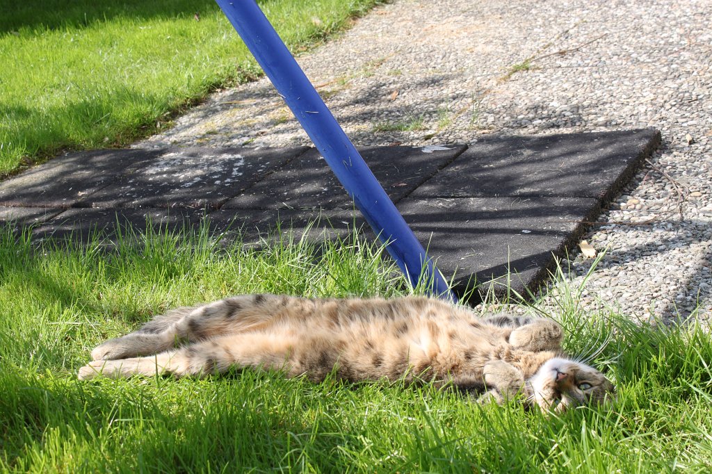 IMG_4065.JPG -  Cat  enjoys the sun shining on the belly