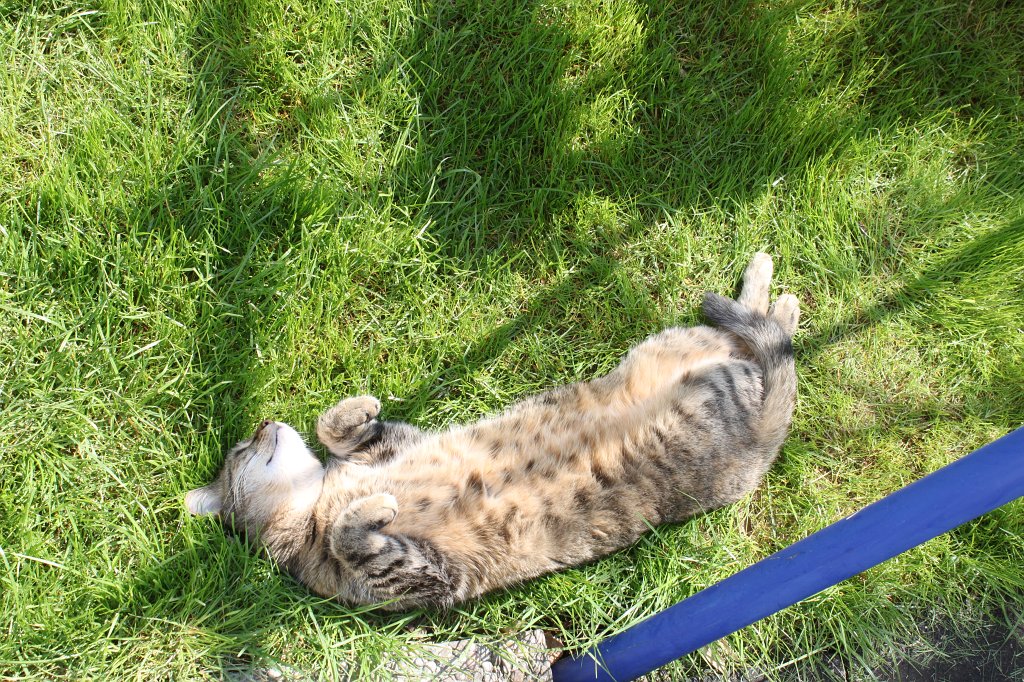 IMG_4068.JPG -  Cat  enjoys the sun shining on the belly