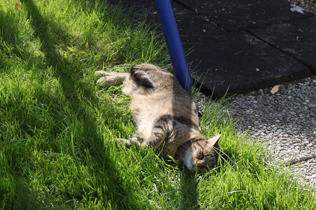 IMG_4071.JPG -  Cat  enjoys the sun shining on the belly