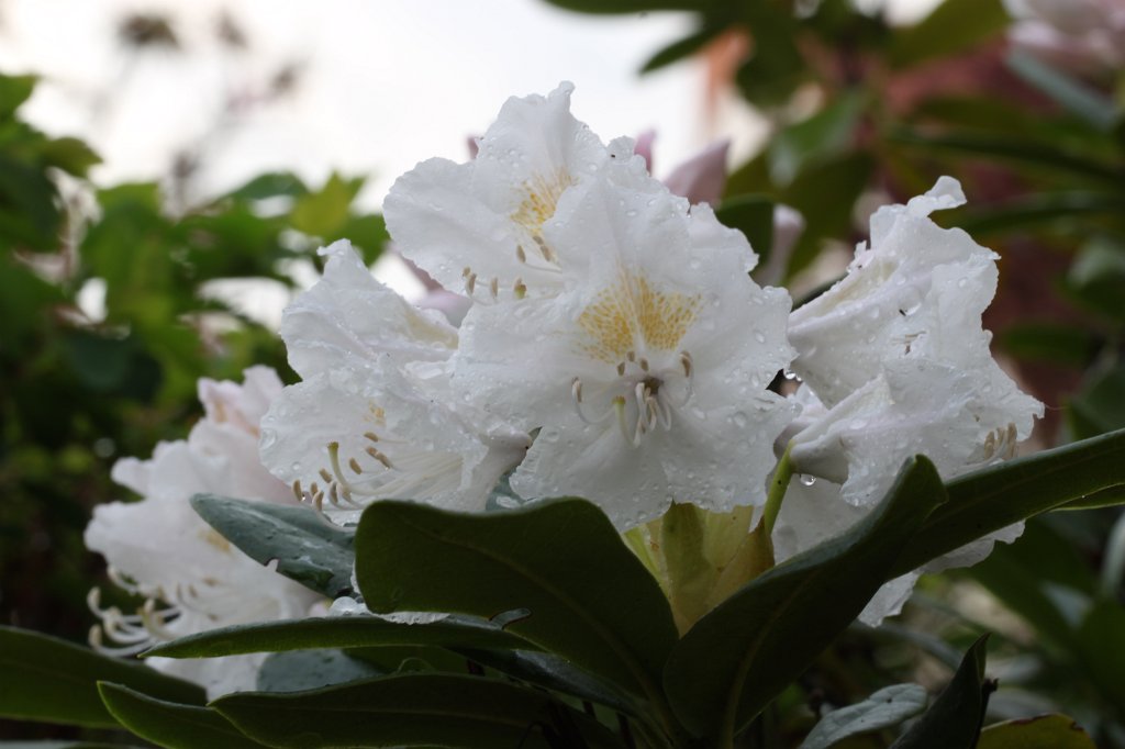 IMG_4082.JPG -  Rhododendron 