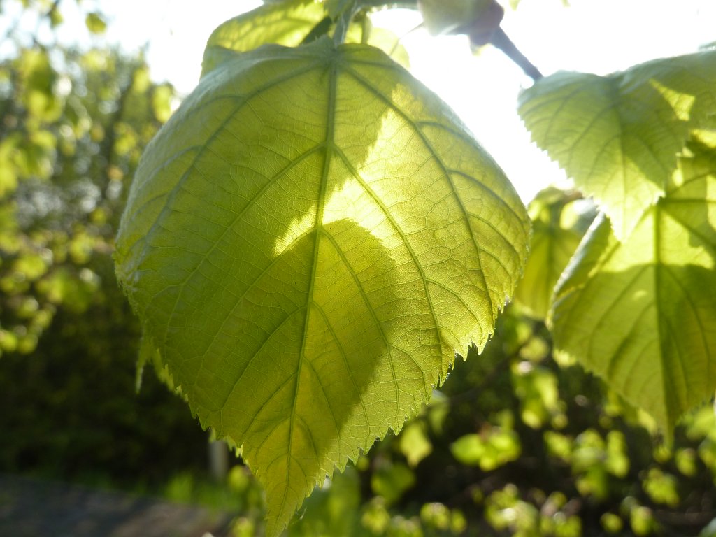 P1090962.JPG - Fresh leaf in the sun