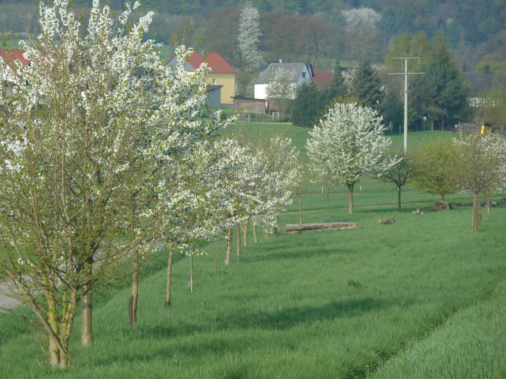 P1090966.JPG - Blooming apple trees