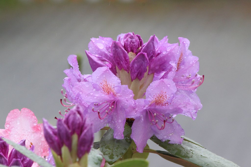 IMG_4748.JPG -  Rhododendron  bloom