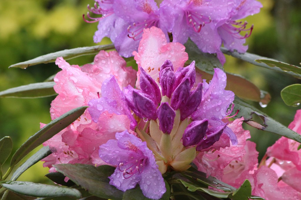 IMG_4750.JPG -  Rhododendron  bloom